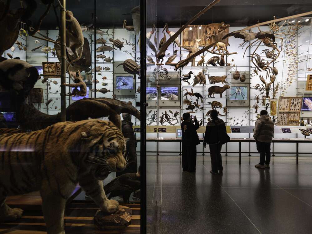Explore the best museums in New York: American Museum of Natural History