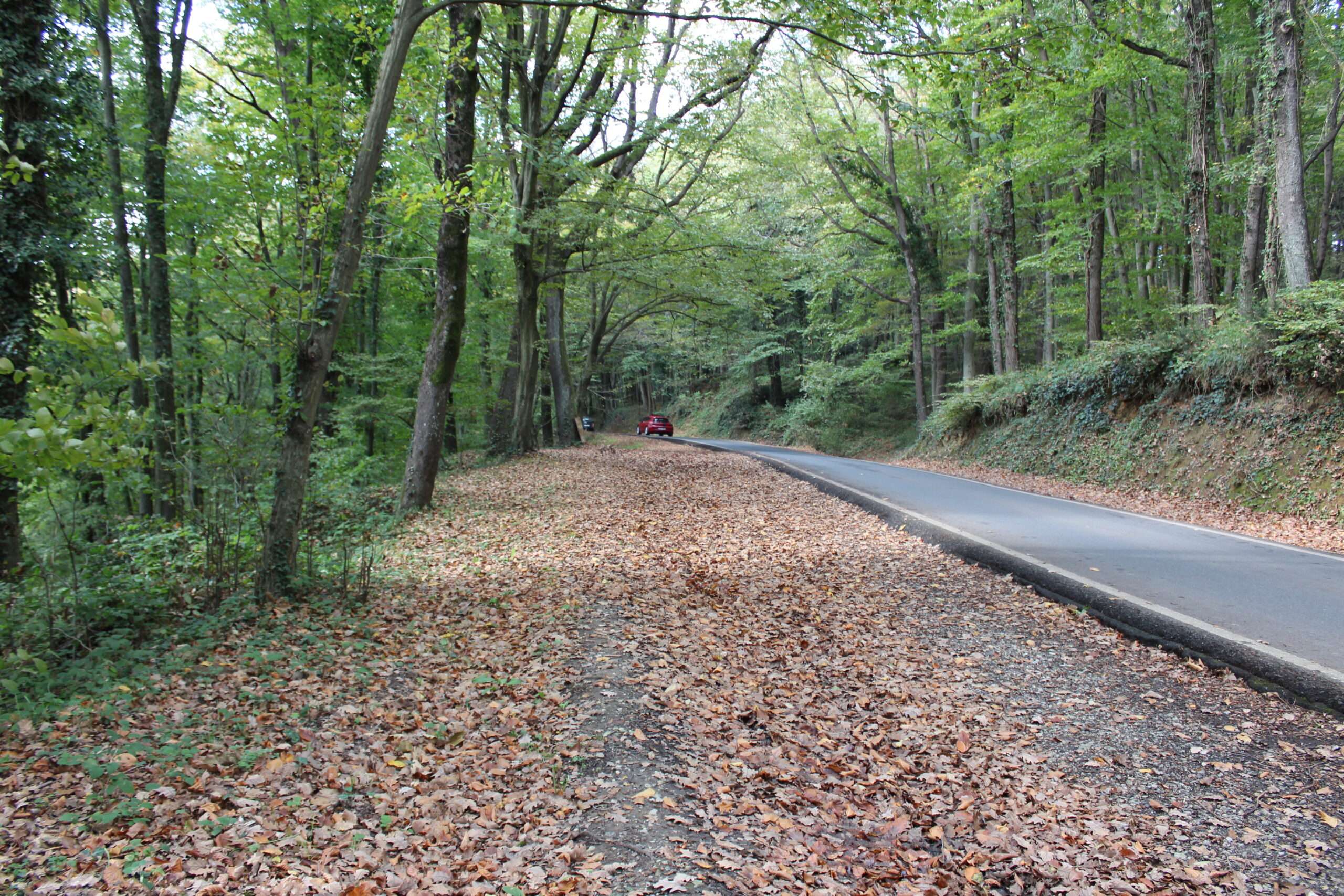 Explore the best things to do in Istanbul: Belgrad Forest