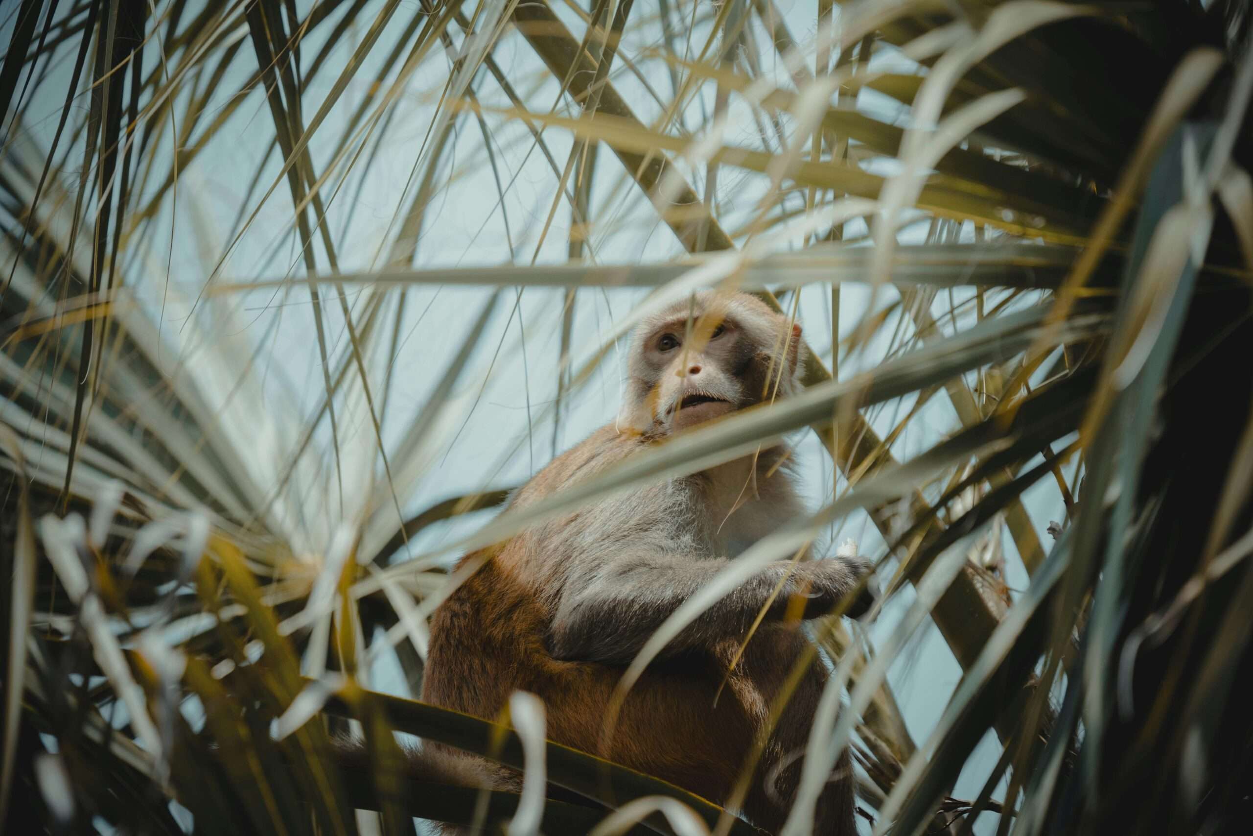 Explore the best things to do in Panama: Monkey Island Panama