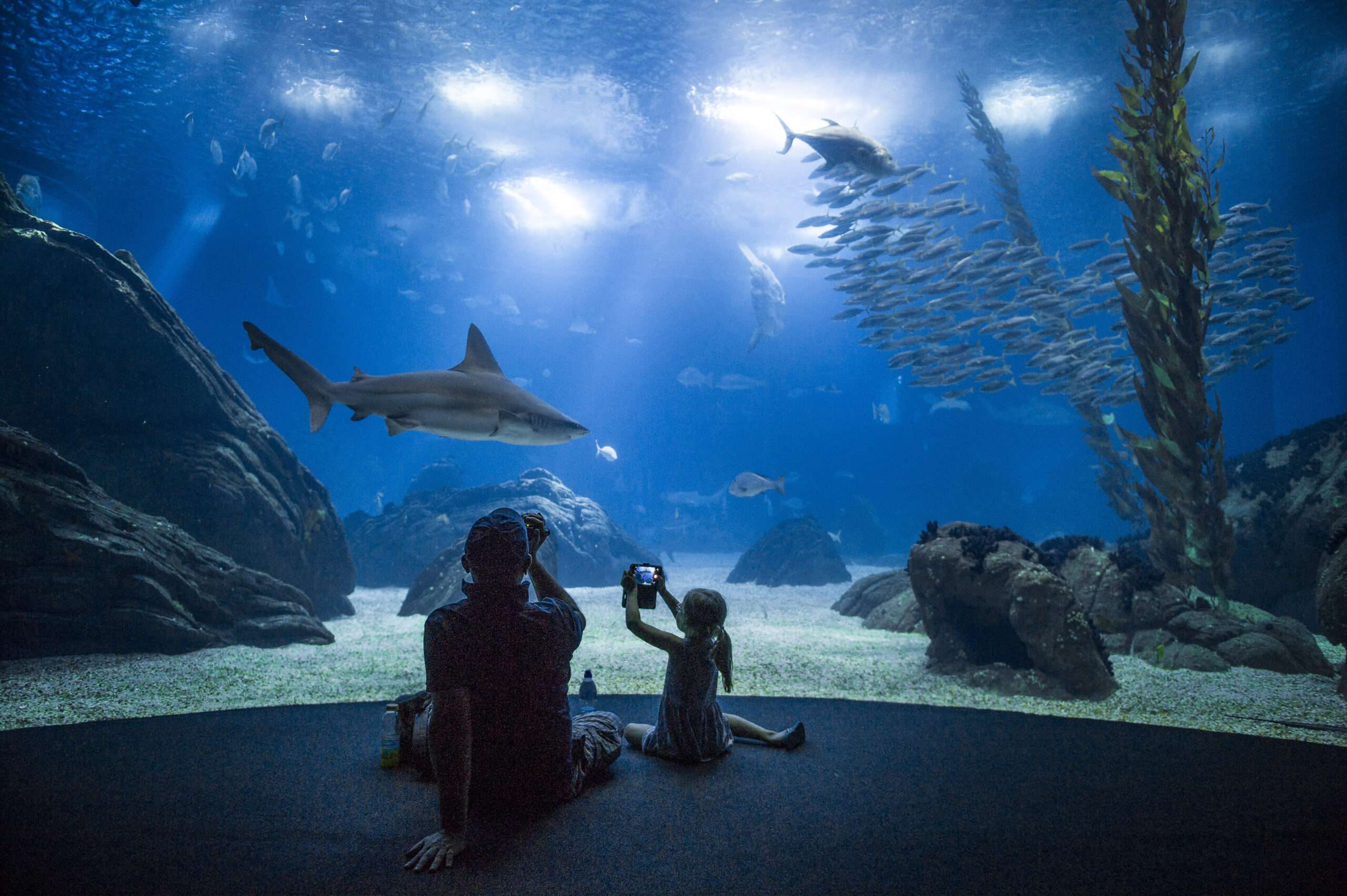 Explore the best things to do in Lisbon: Lisbon Oceanarium