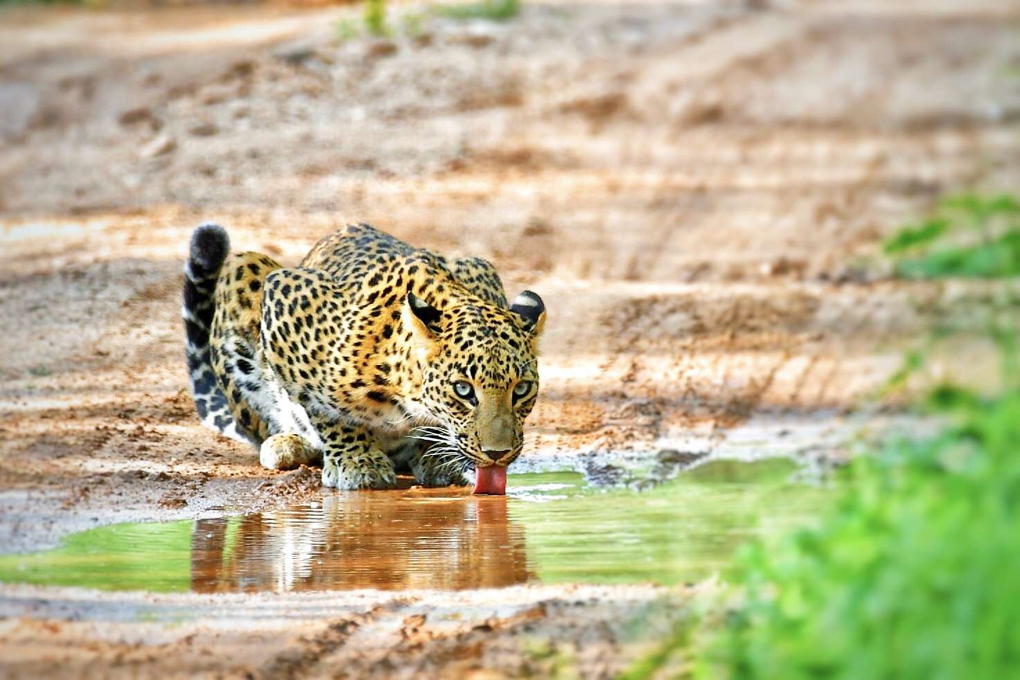 Explore the best things to do in Jaipur: wilderness safari