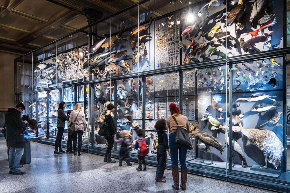 Explore the best museums in Berlin: Museum für Naturkunde