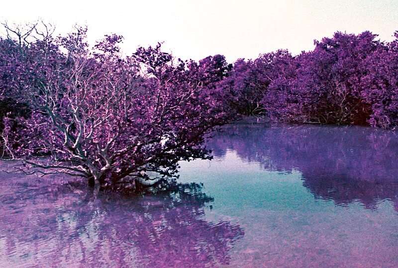 Explore the best things to do in Doha: visit the Purple island, Doha, Qatar